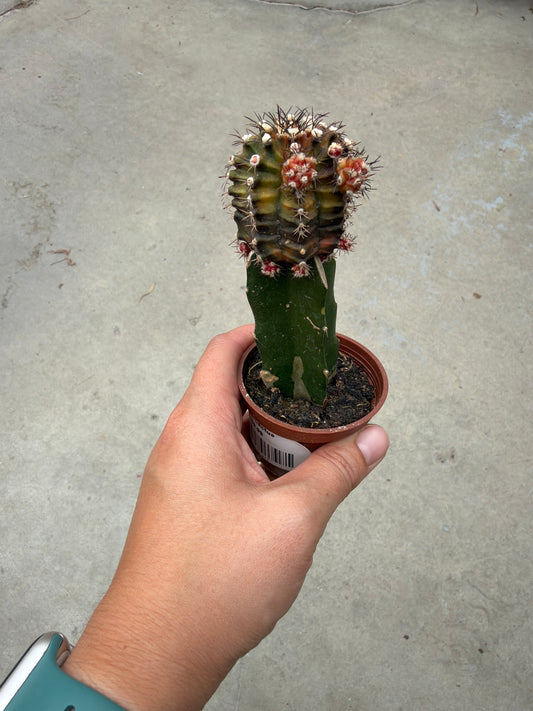2.25" Moon Cactus (Grafted)