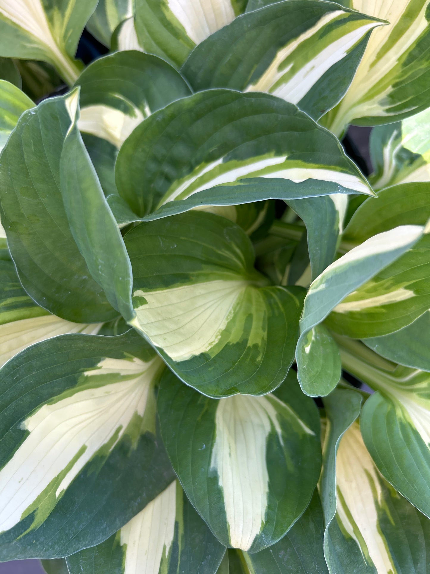 1gal Hosta VULCAN (C)