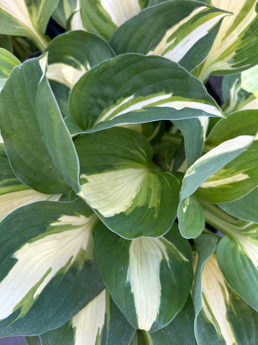 1gal Hosta VULCAN (C)