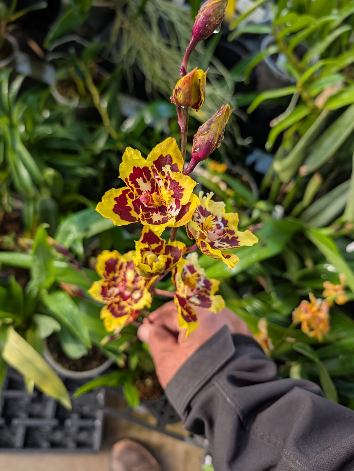 Oncidium Super Tiger
