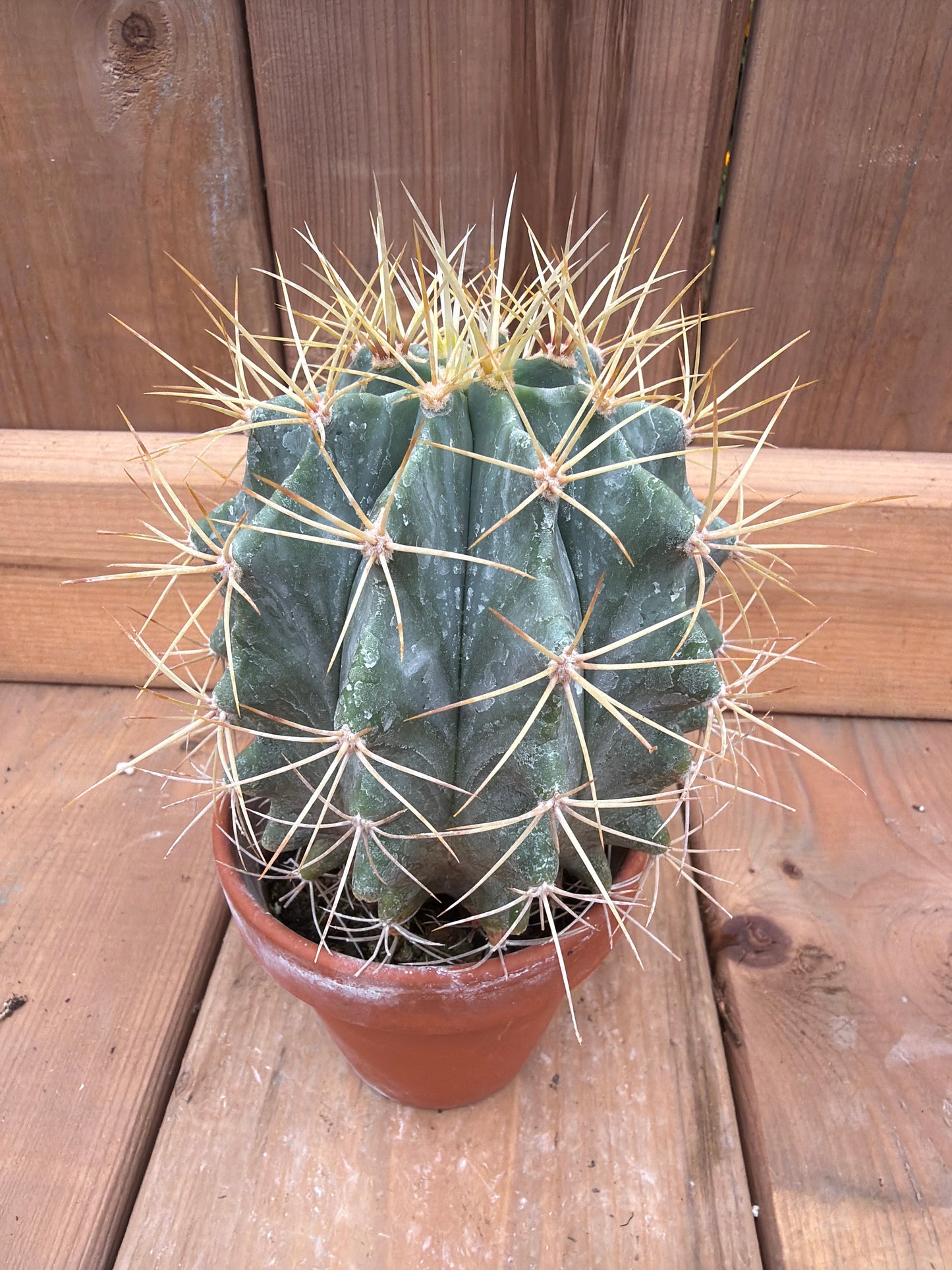 3" Ferocactus wislizeni