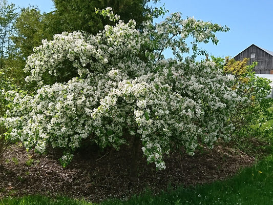 Red Jade Flowering Crabapple