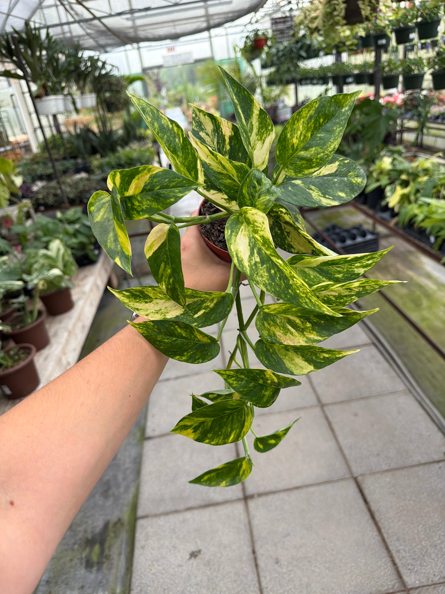 4" Epipremnum Yellow Flame