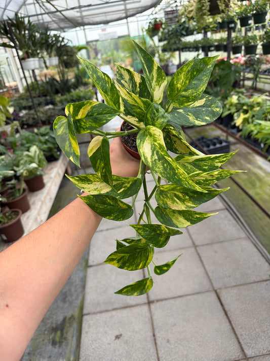 4" Epipremnum Yellow Flame