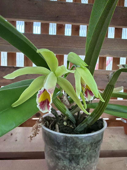 4.5" Cattleya My Special Angel