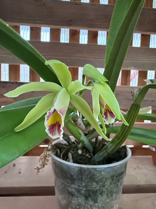 4.5" Cattleya My Special Angel