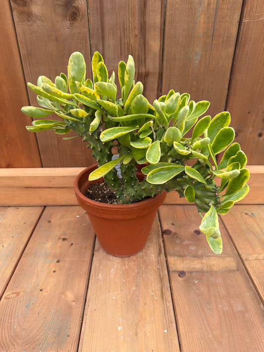 Euphorbia neriifolia ‘Crested’ (6”)