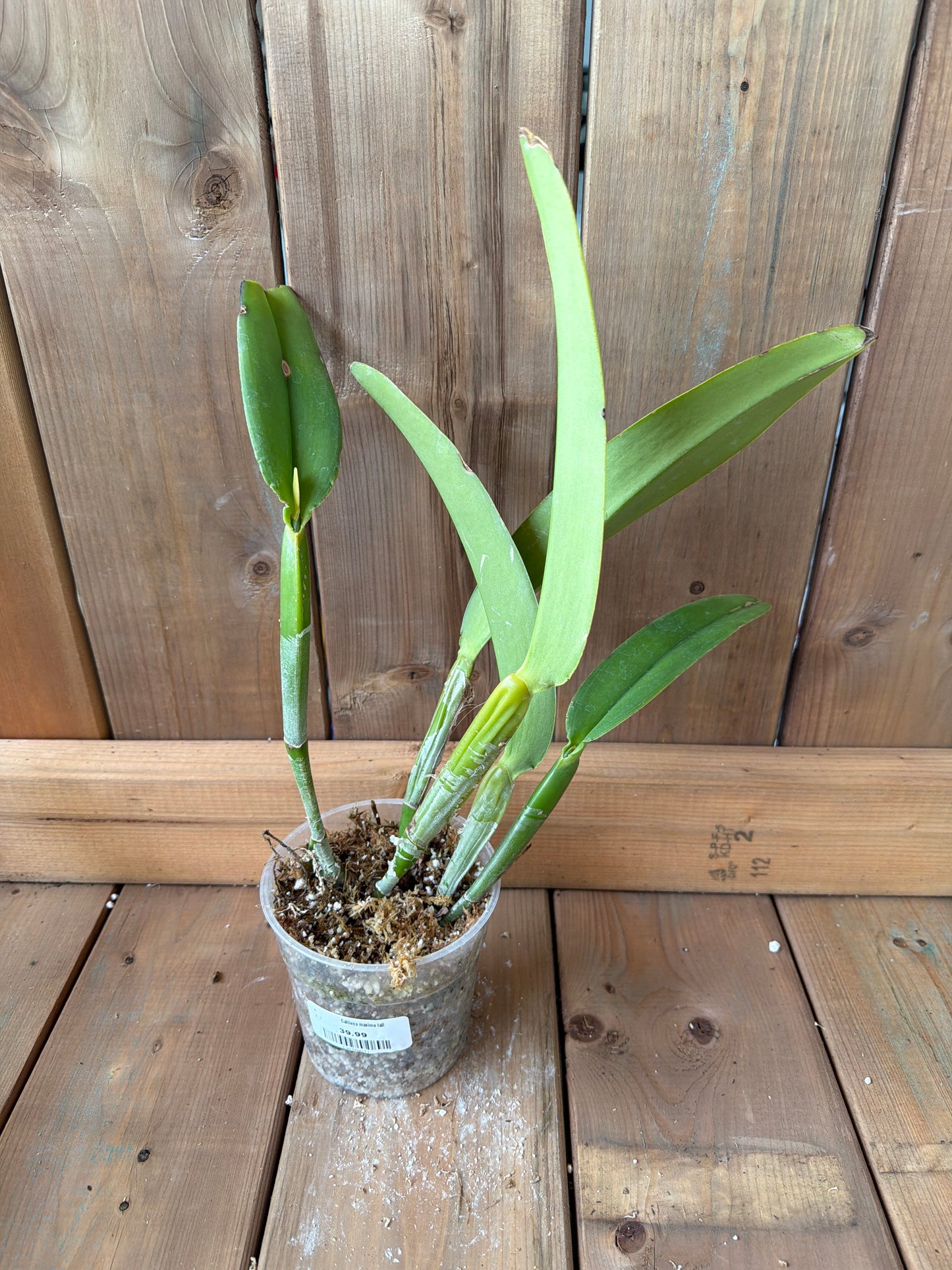 4.5" Cattleya maxima tall