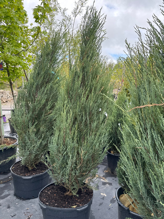 Blue Arrow Juniper 15gal 5’