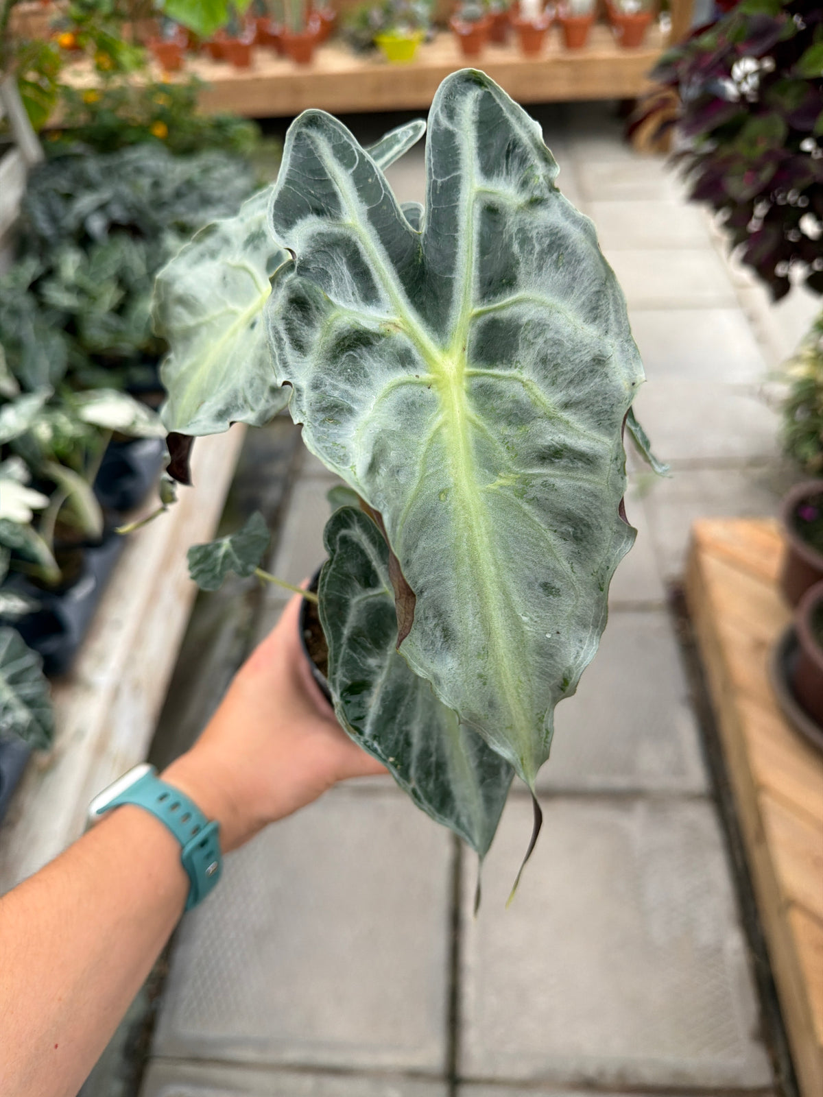 4" Alocasia Venom