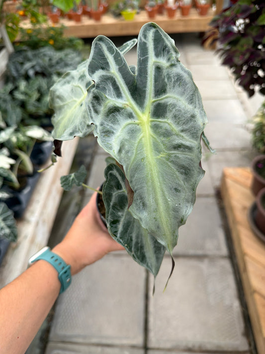 4" Alocasia Venom