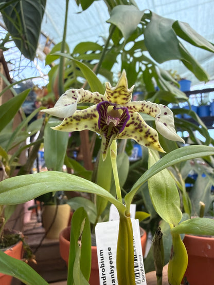 3" Dendrobium normanbyense