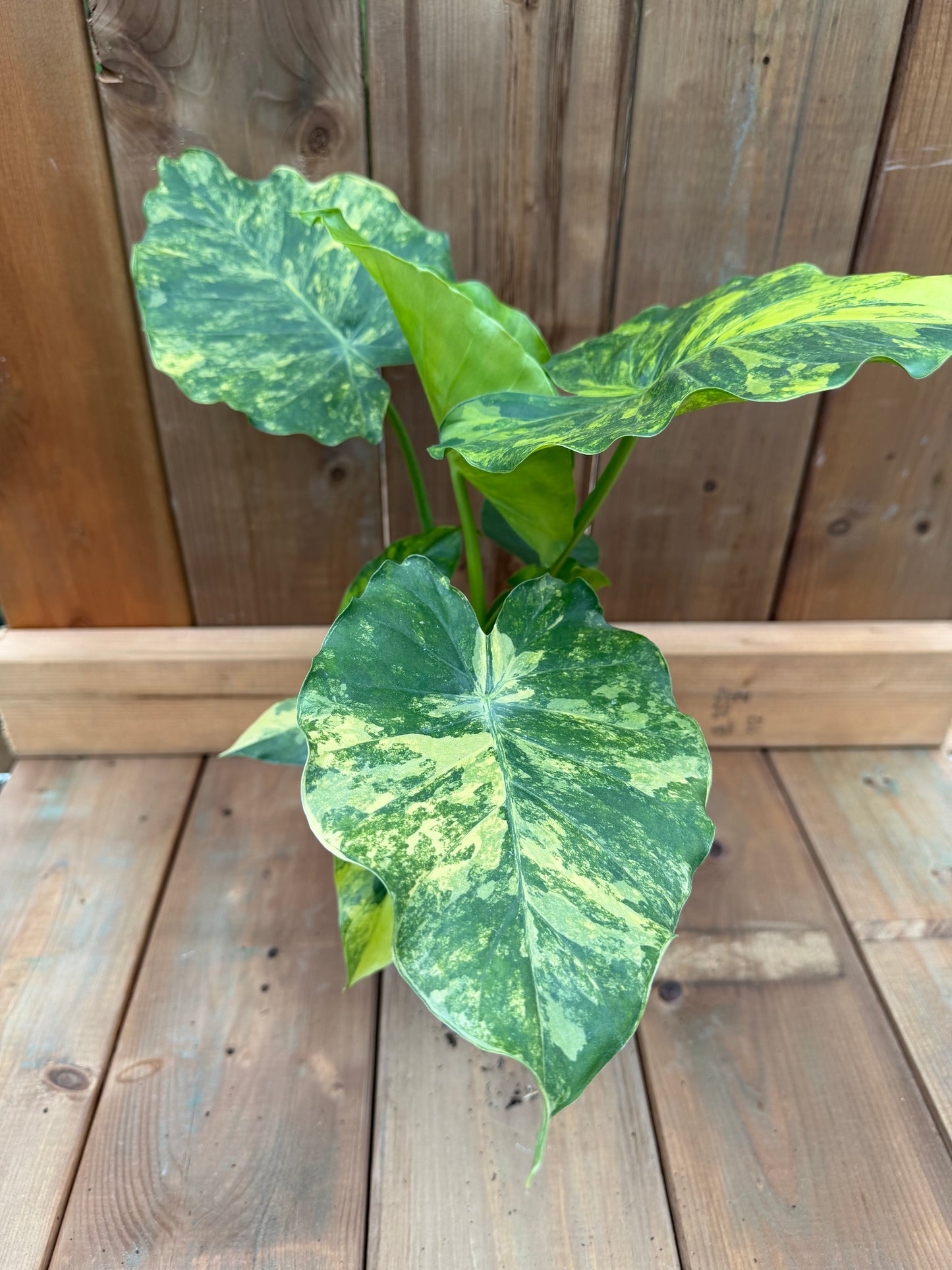 6" Alocasia gageana 'Aurea'