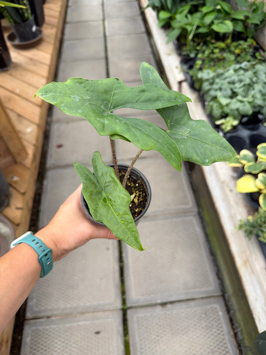 4" Alocasia Batwing