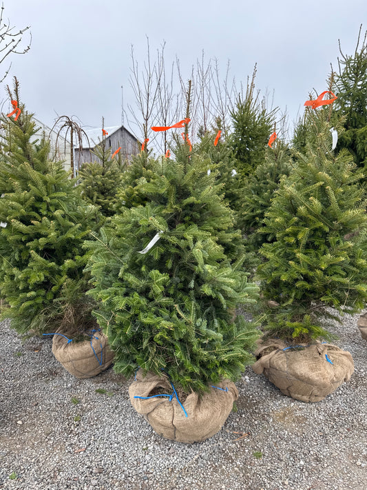 Balsam Fir