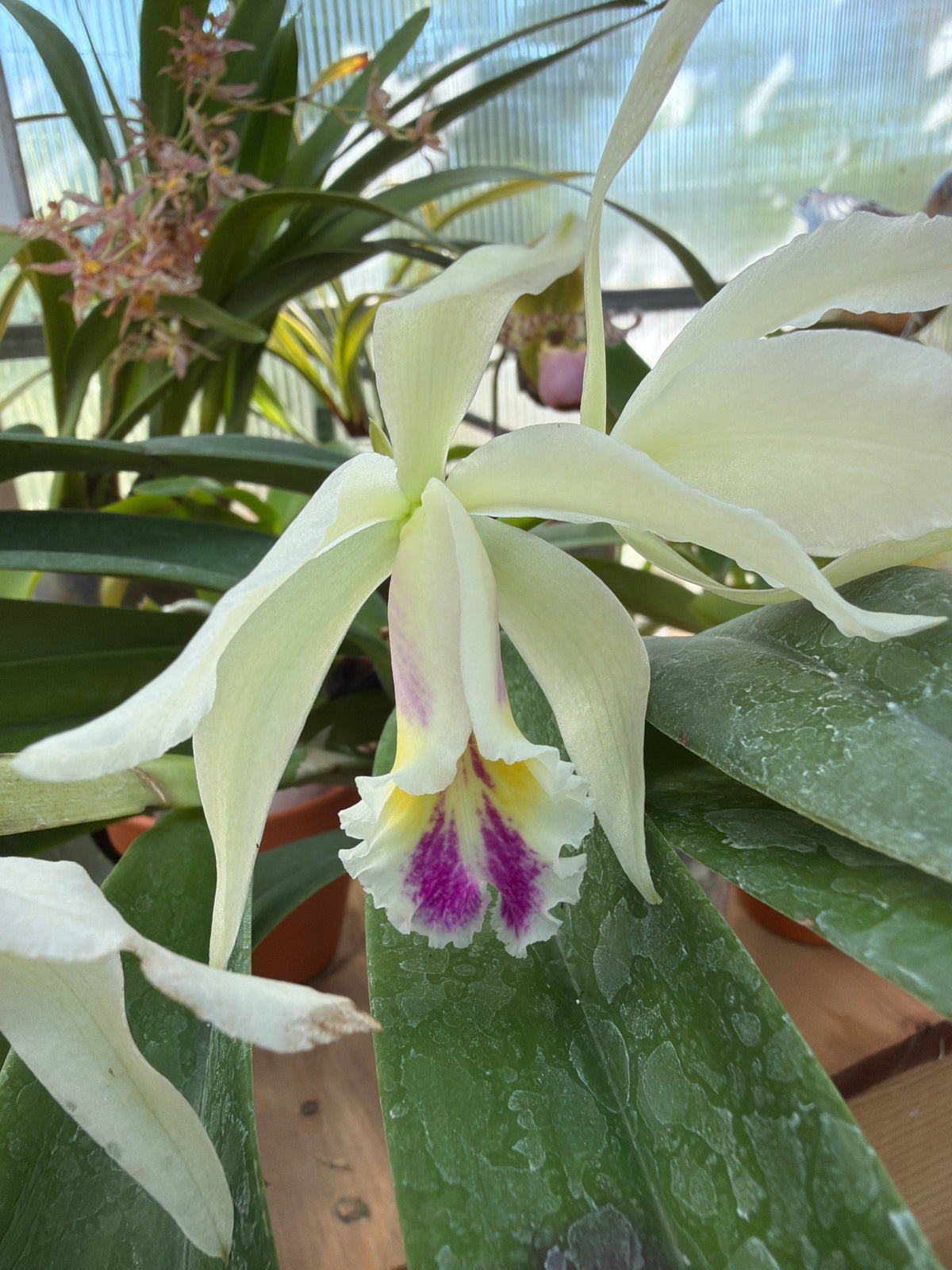 4.5" Cattleya luciana