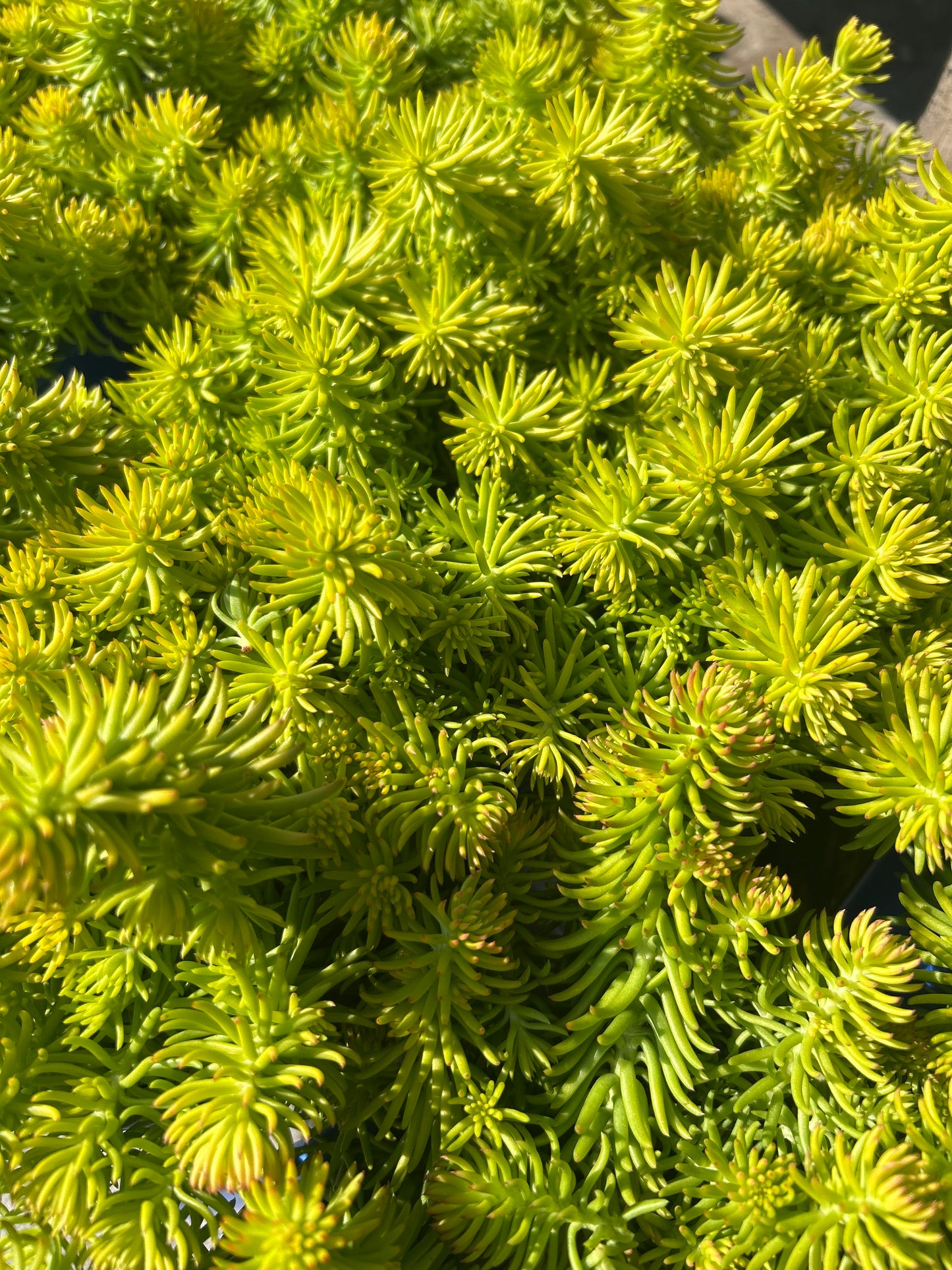 1gal Sedum rupestre ANGELINA