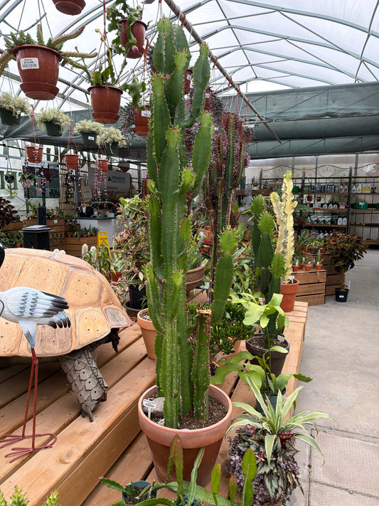 XXL Euphorbia Trigona (LOCAL PICK UP ONLY)