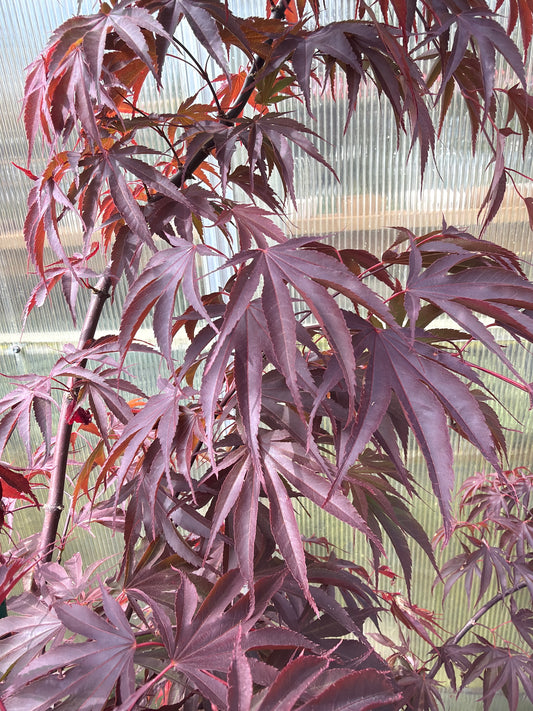 Japanese Maple Shirasawanum Moonrise 7' spade dug