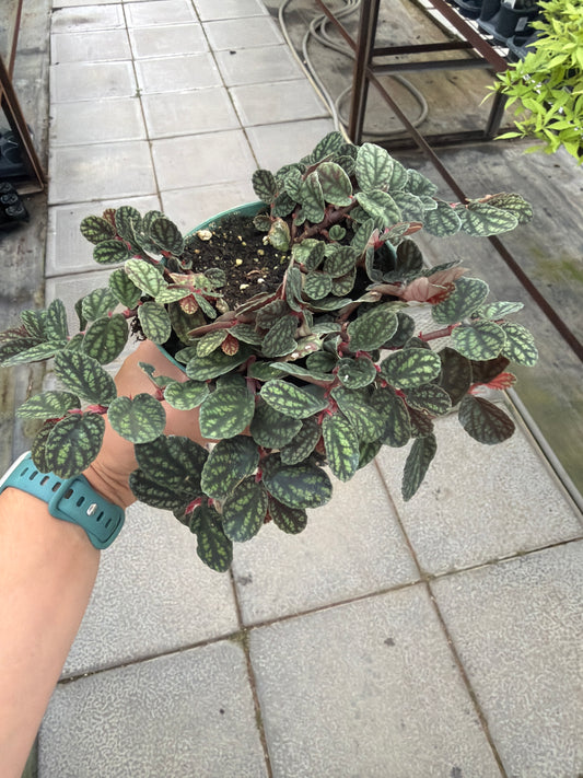 Pellionia pulchra 4"