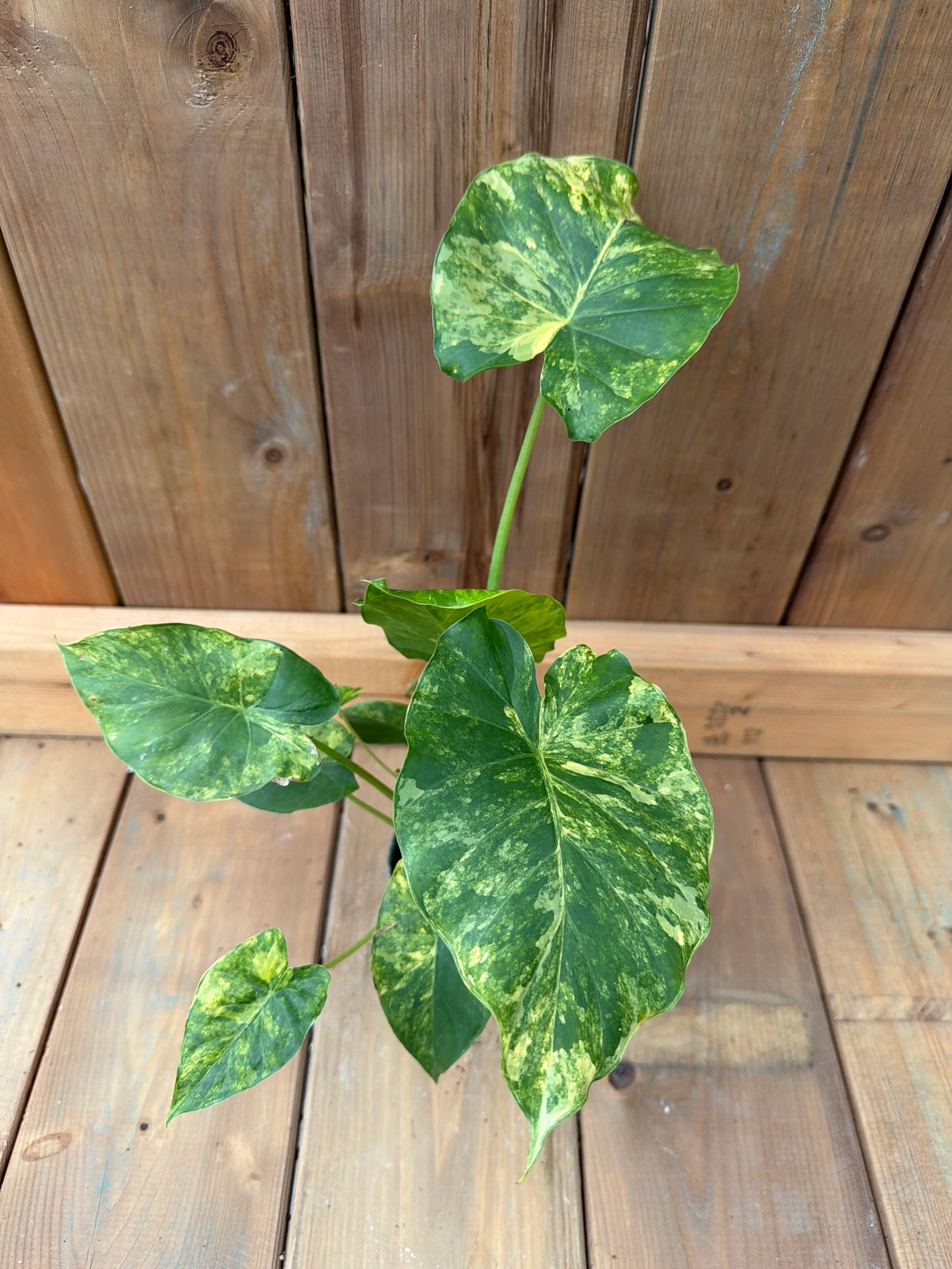 4" Alocasia Gageana Aurea