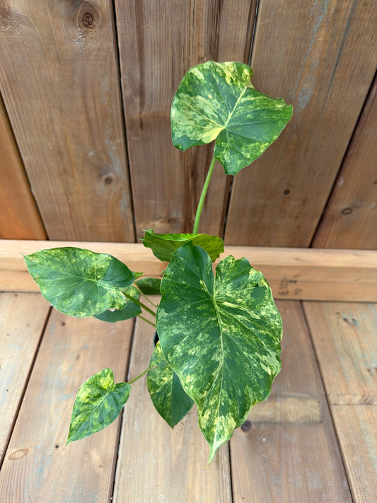 4" Alocasia Gageana Aurea