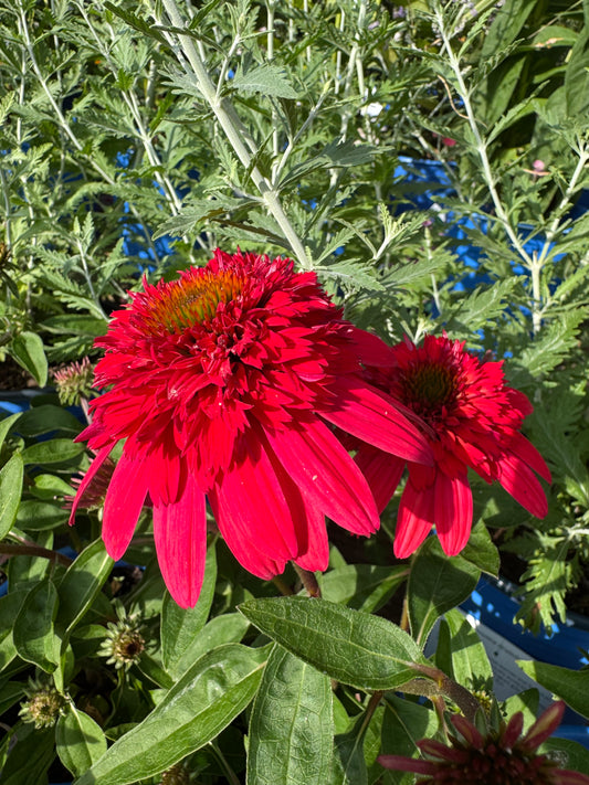 Echinacea 'Double Scoop Strawberry Deluxe' 1gal