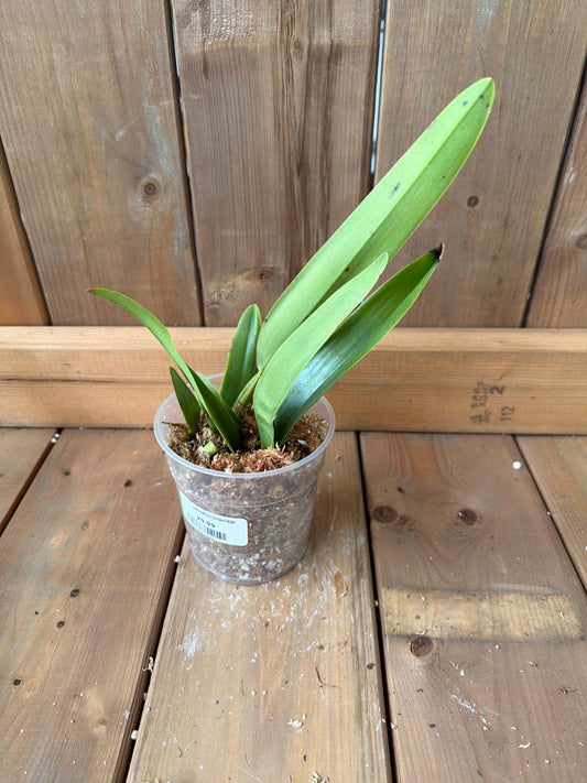4.5" Laeliocattleya Uzhupud Night