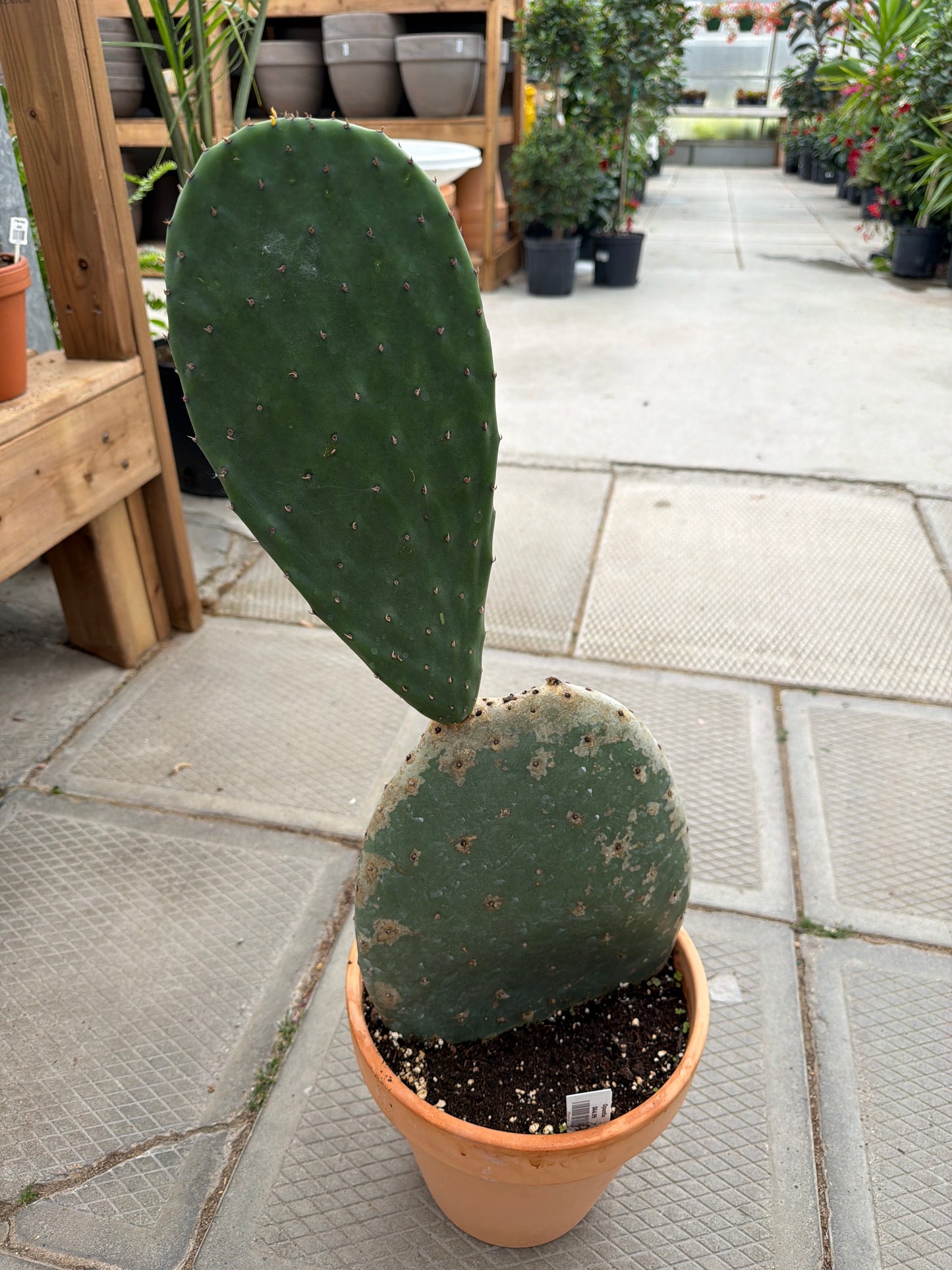 10" terracotta Opuntia