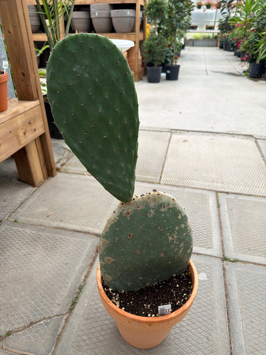 10" terracotta Opuntia