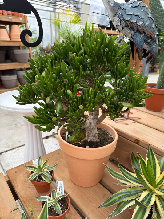 XL Gollum Jade in terracotta (LOCAL PICK UP ONLY)