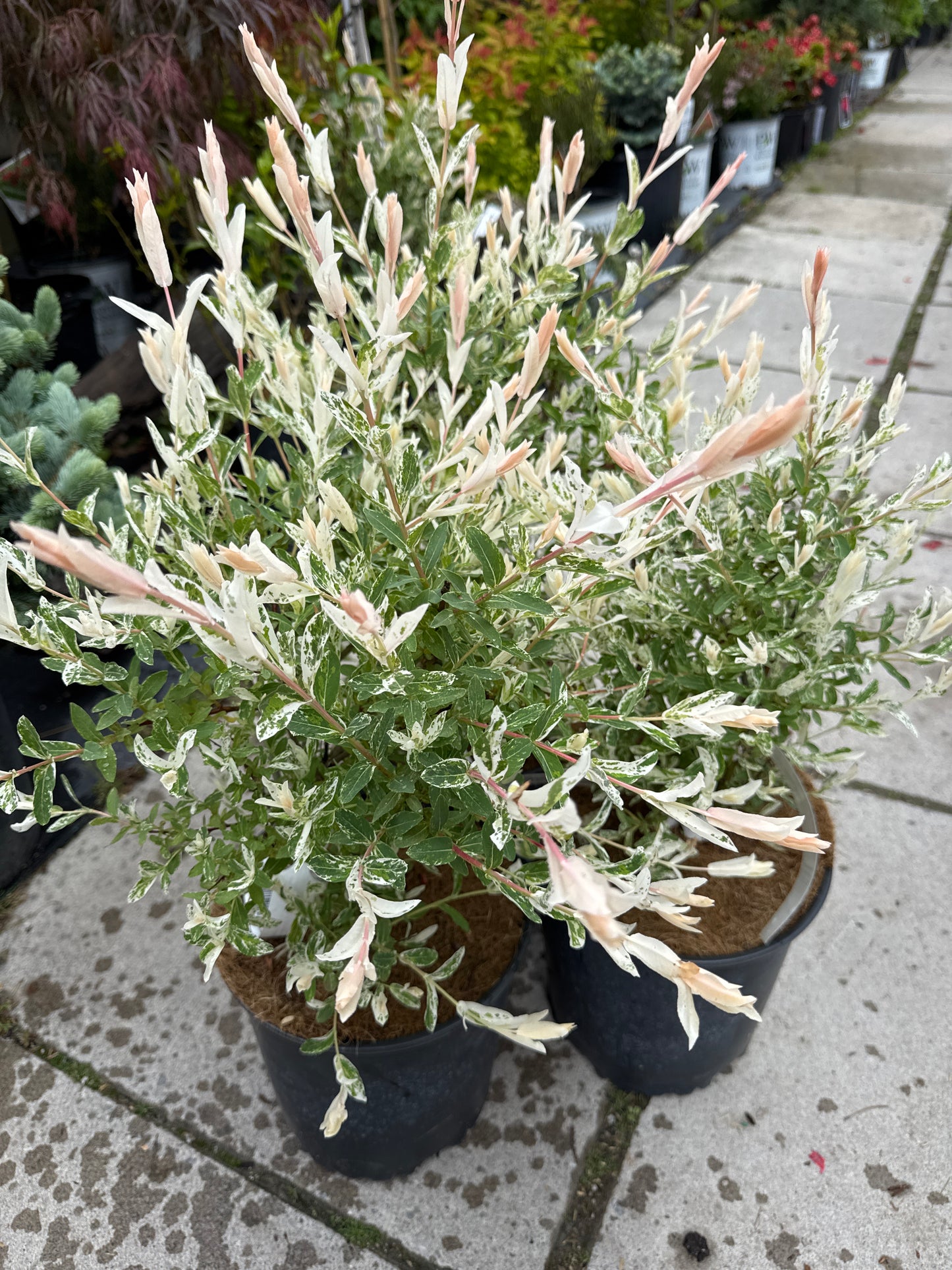 Dappled Willow 2gal