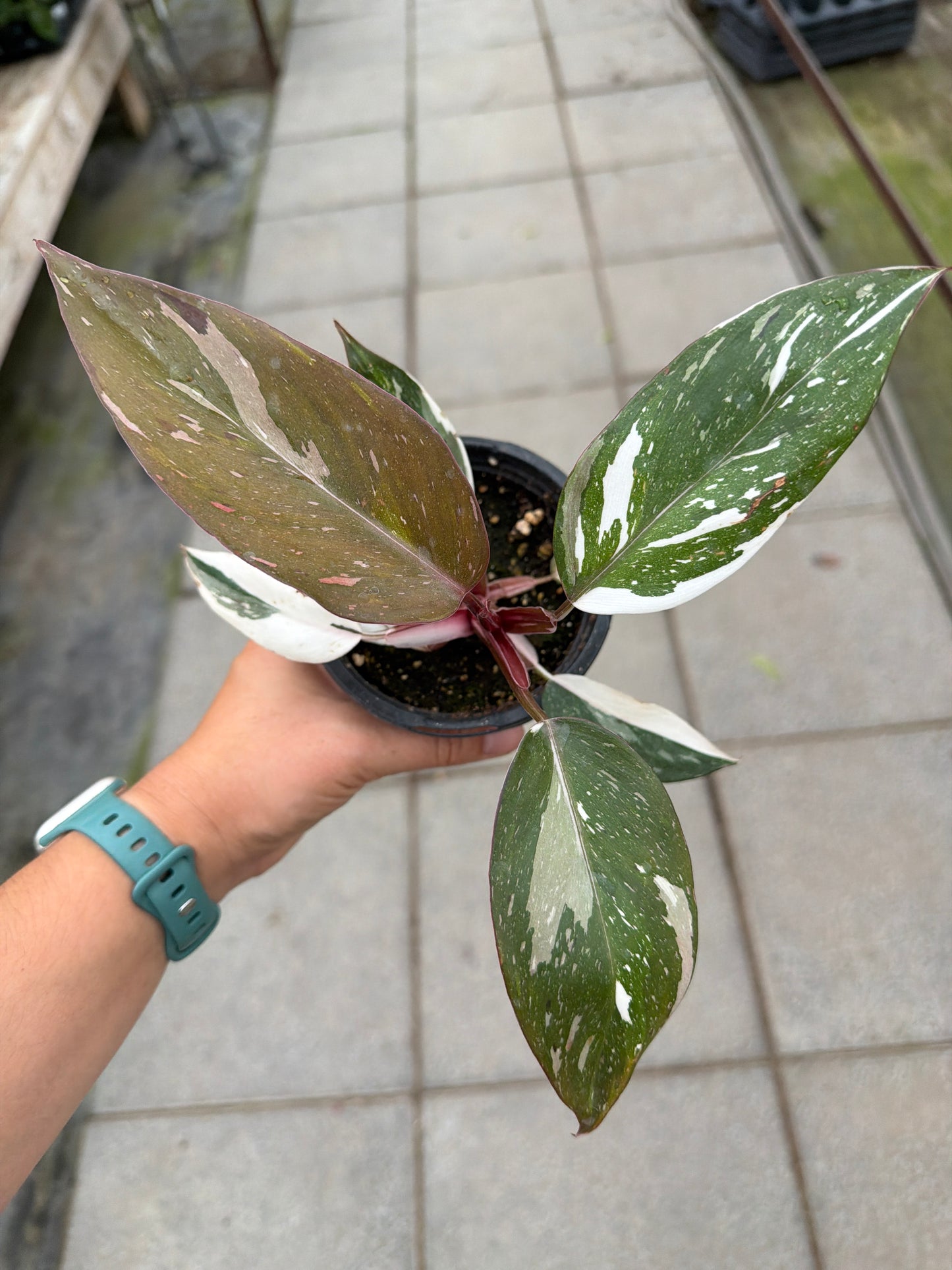 4" Philodendron Red Anderson