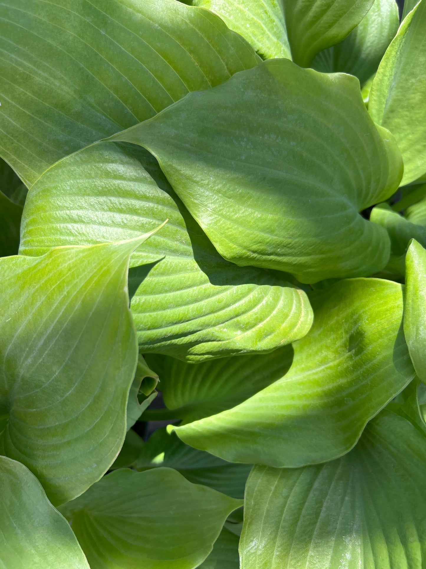 2gal Hosta SUM & SUBSTANCE (B)