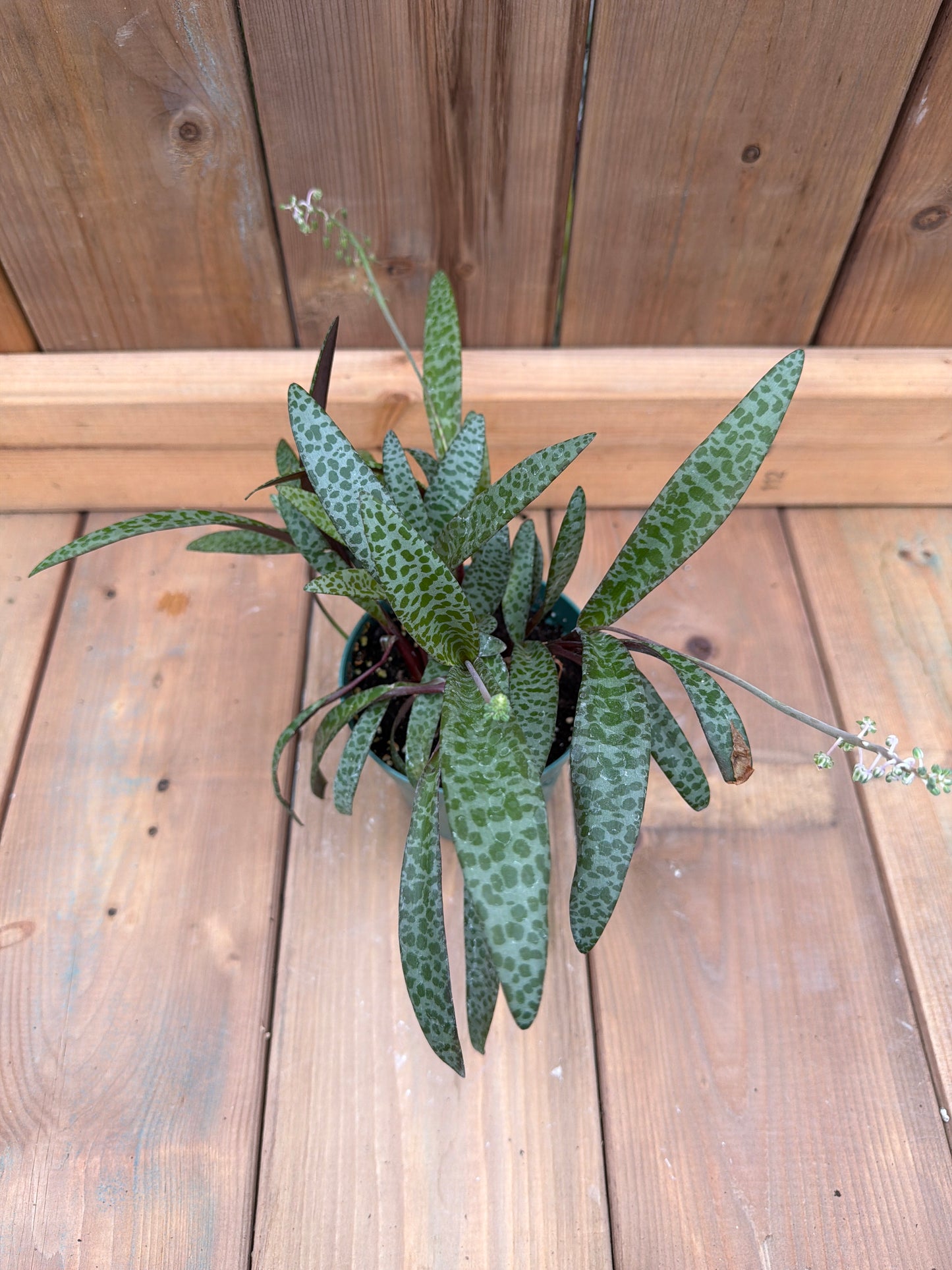 4.5” Ledebouria socialis