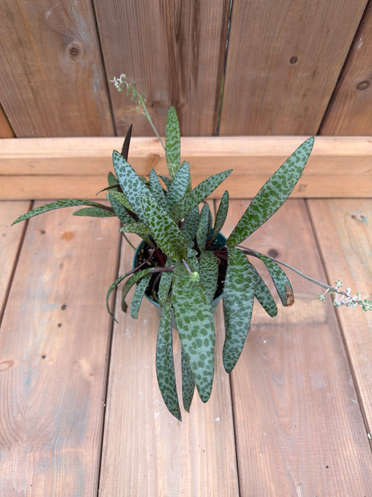 4.5” Ledebouria socialis