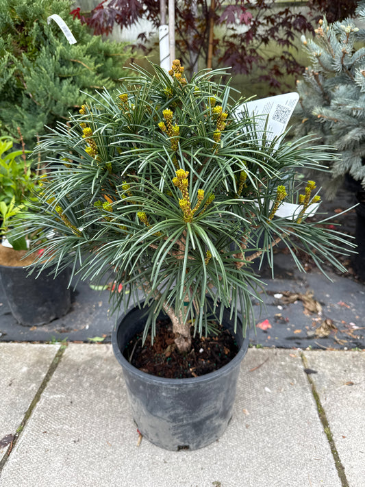 Japanese Umbrella Tree 3gal