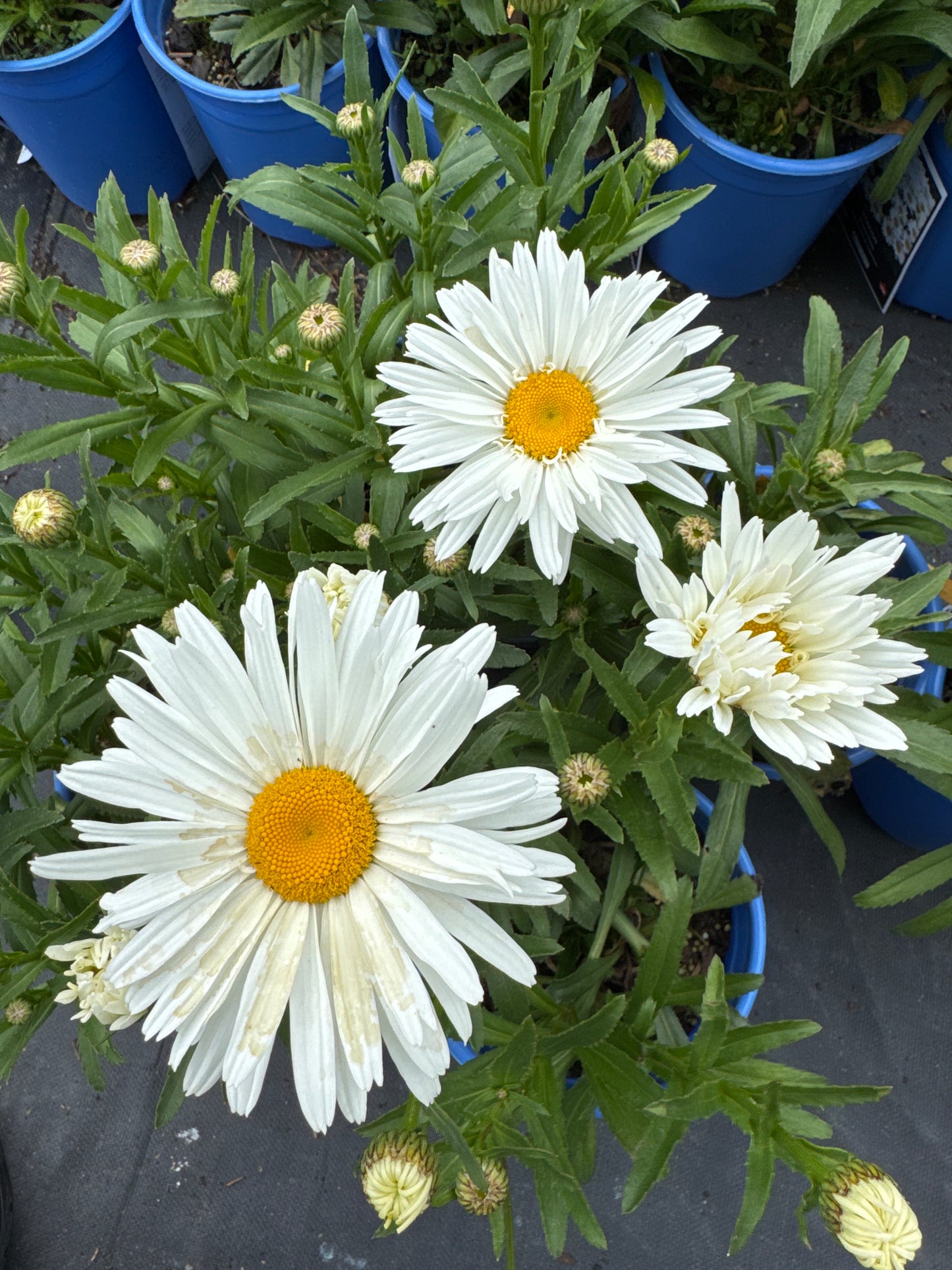 Leucanthemum s. WHOOPS-A-DAISY 1gal