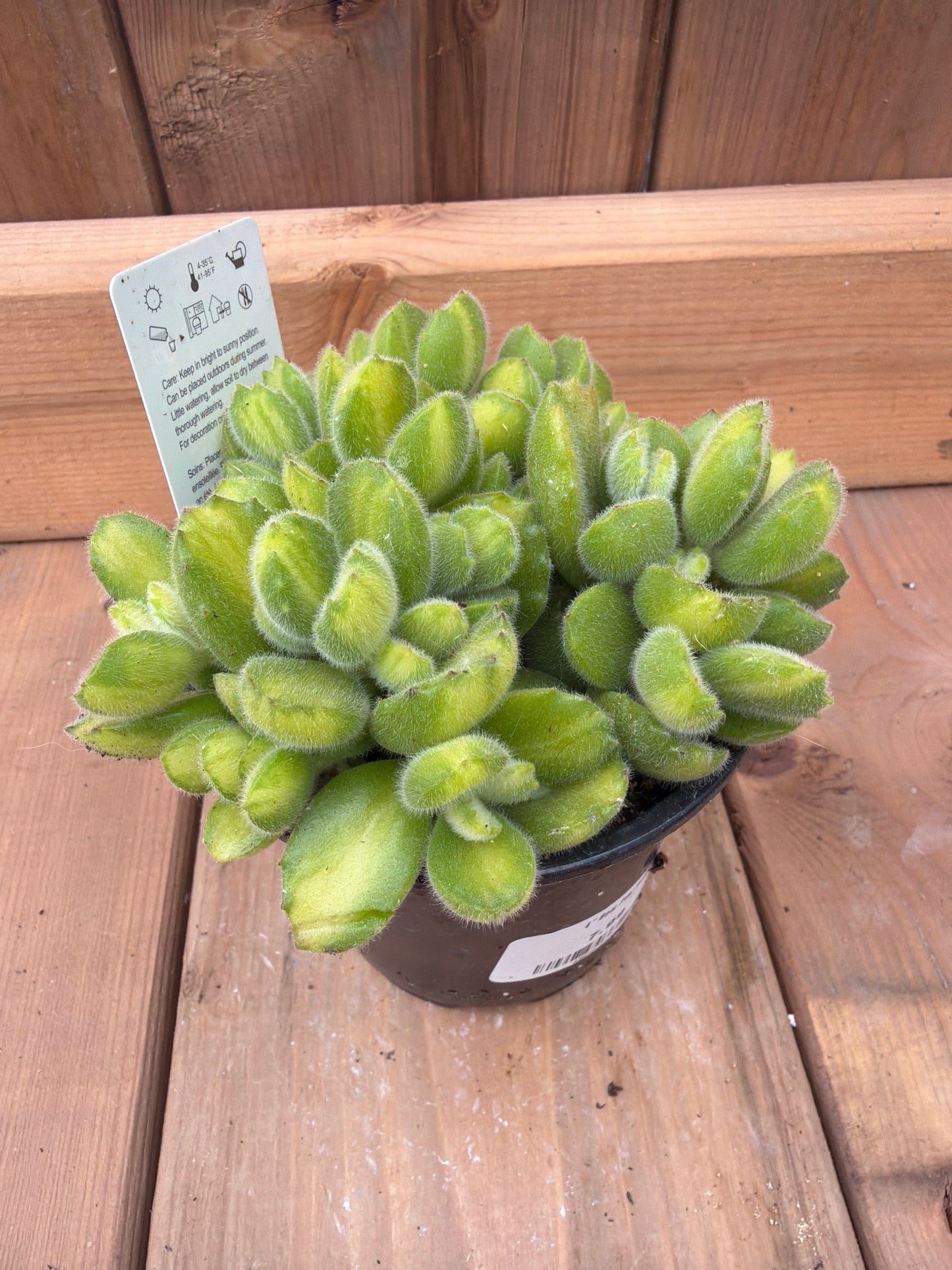 4" Bear Paw Succulent Var.