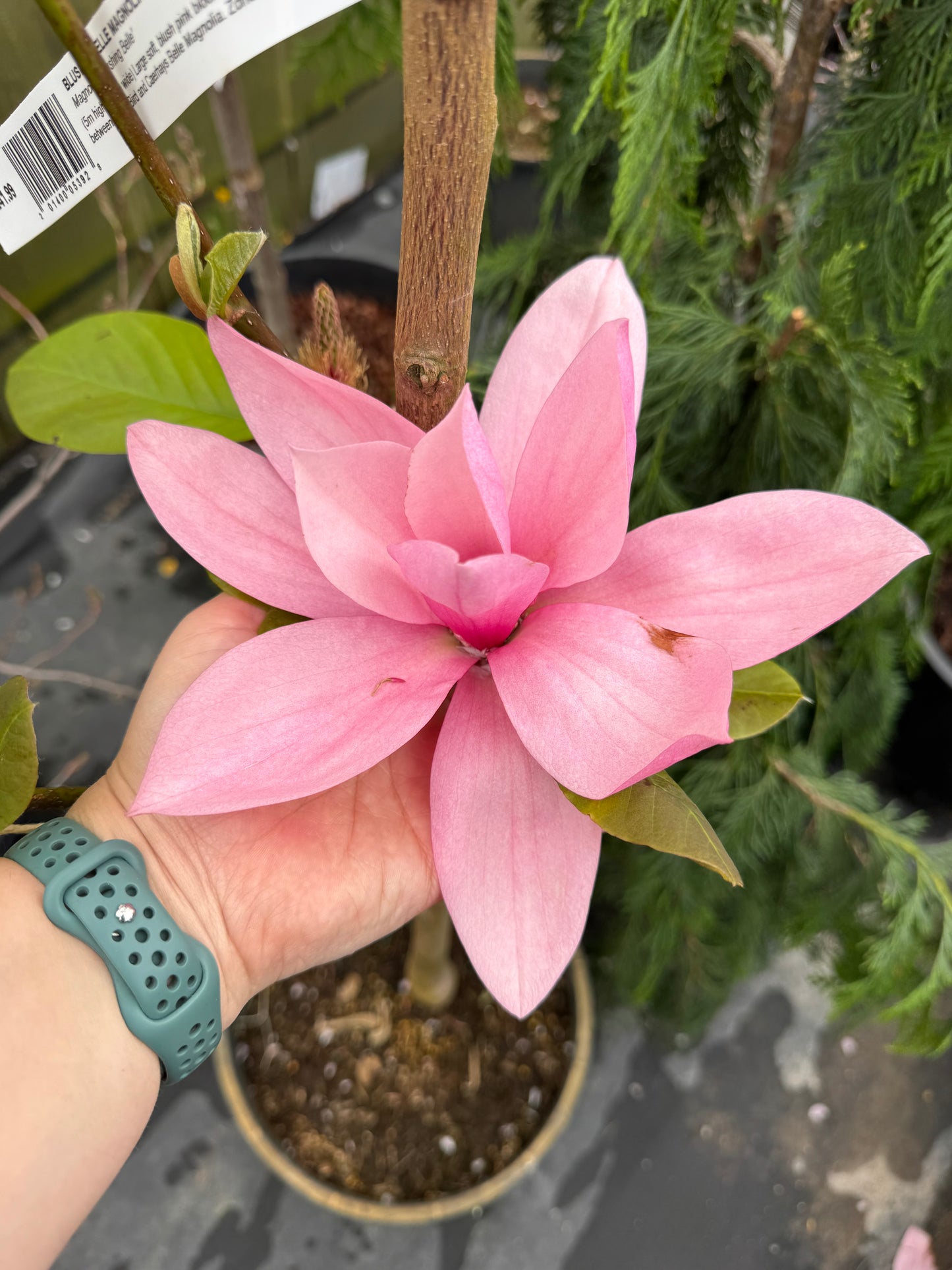 Magnolia ‘Blushing Belle’
