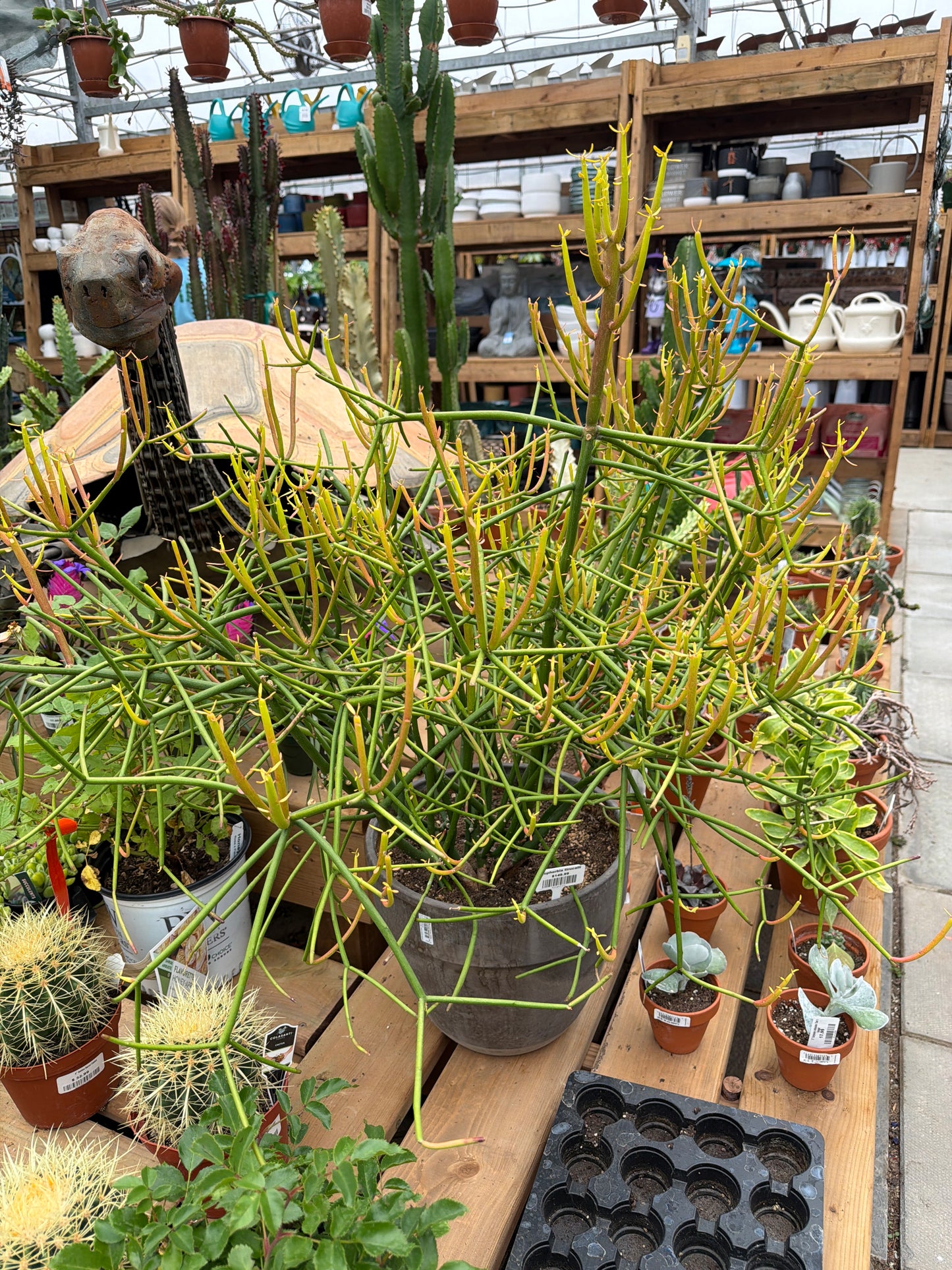 10" terracotta Euphorbia tirucalli