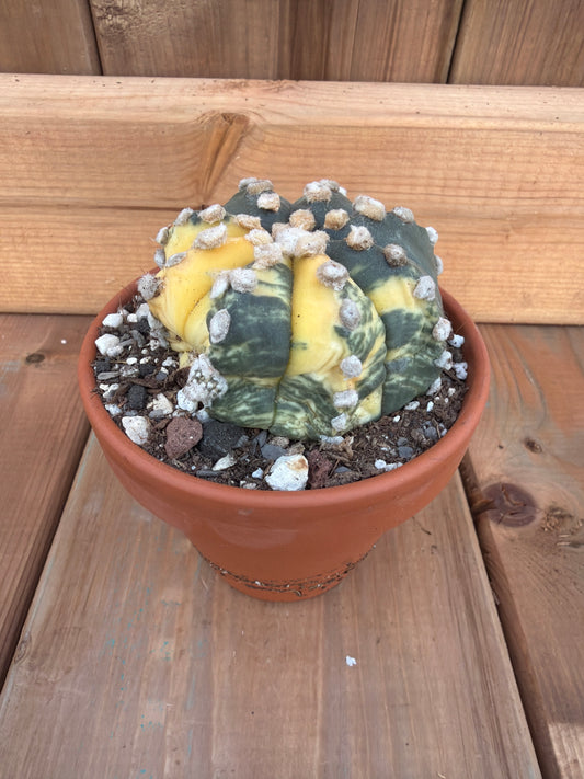 3" Astrophytum asterias var.