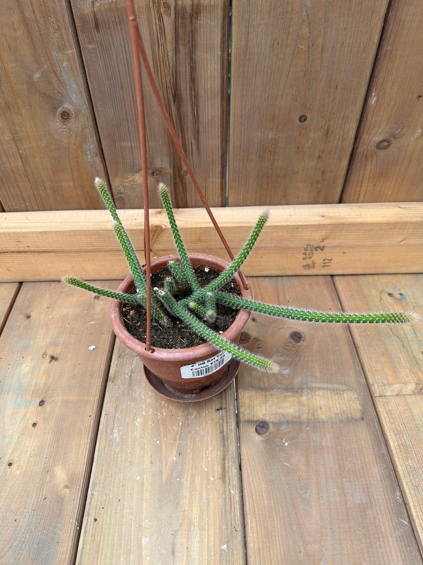4" HB Rat Tail Cactus