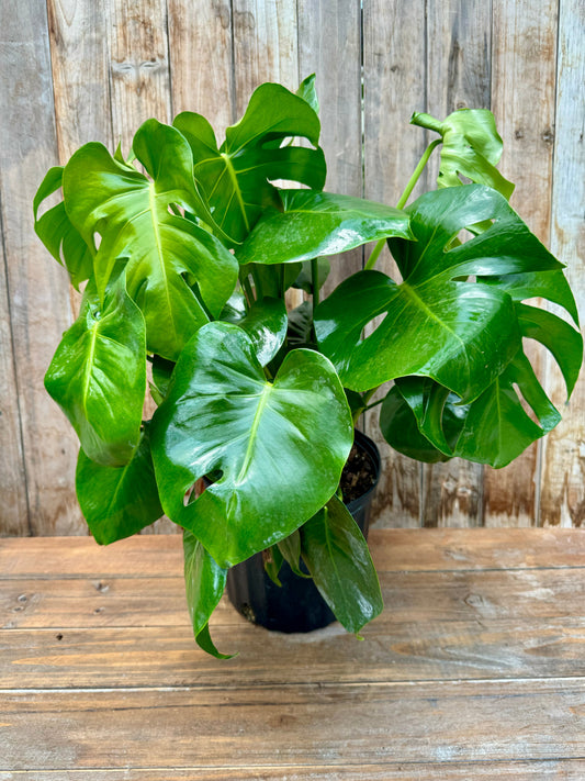Monstera Deliciosa, 10” pot (Local Pick Up ONLY)