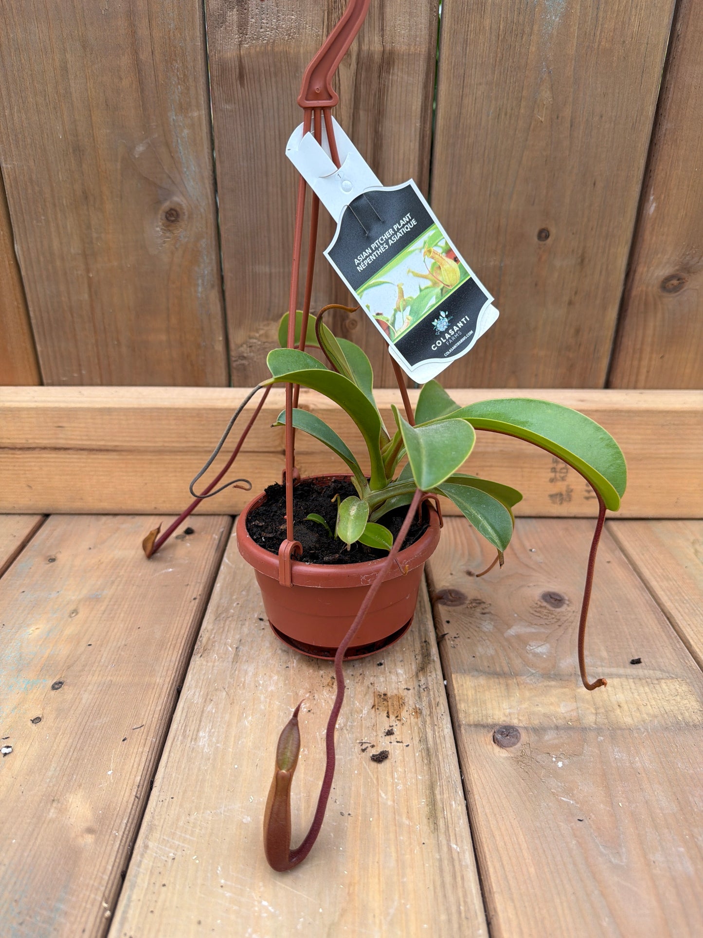 4" HB Nepenthes (Pitcher Plant)