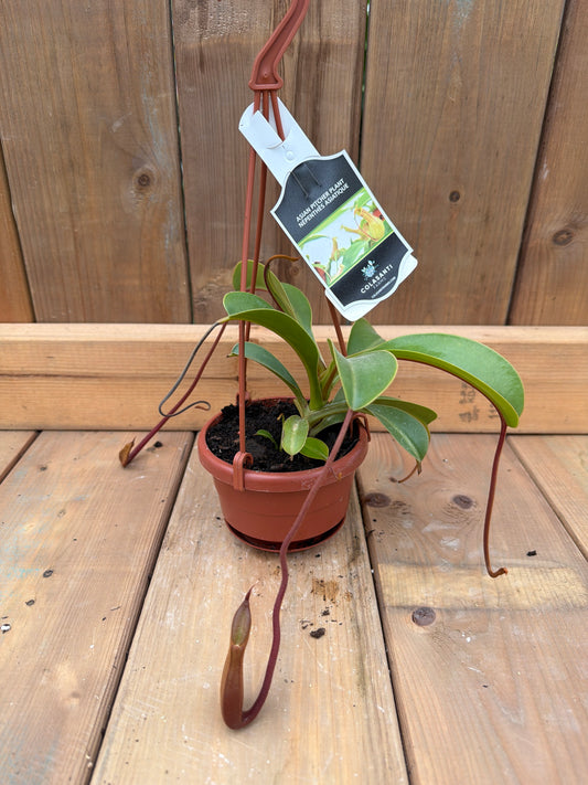 4" HB Nepenthes (Pitcher Plant)