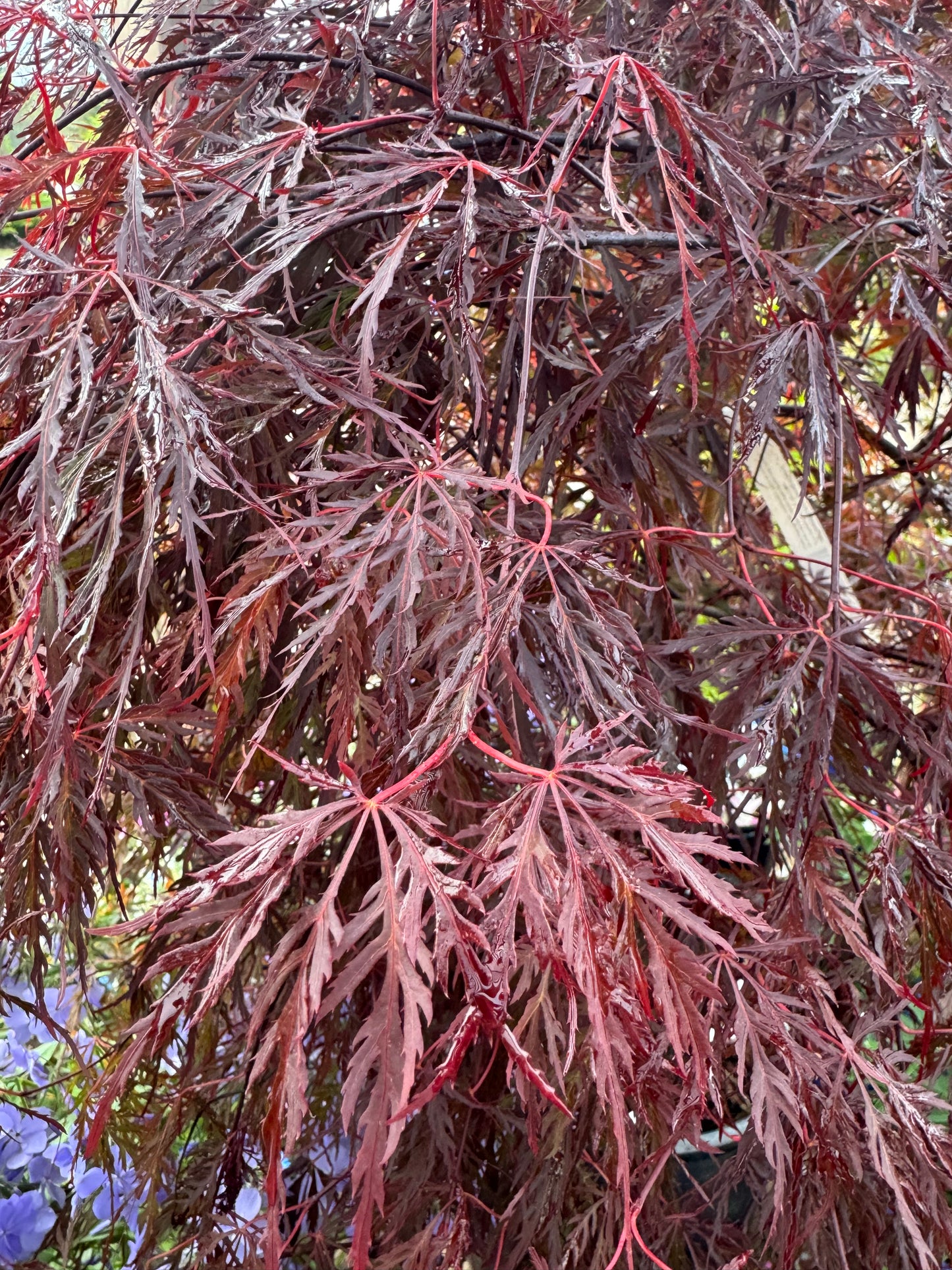 Red Dragon Cutleaf Japanese Maple Standard (2 gal)