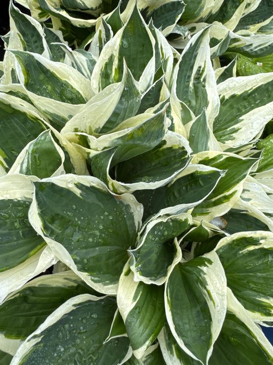 Hosta PATRIOT (B) 2gal