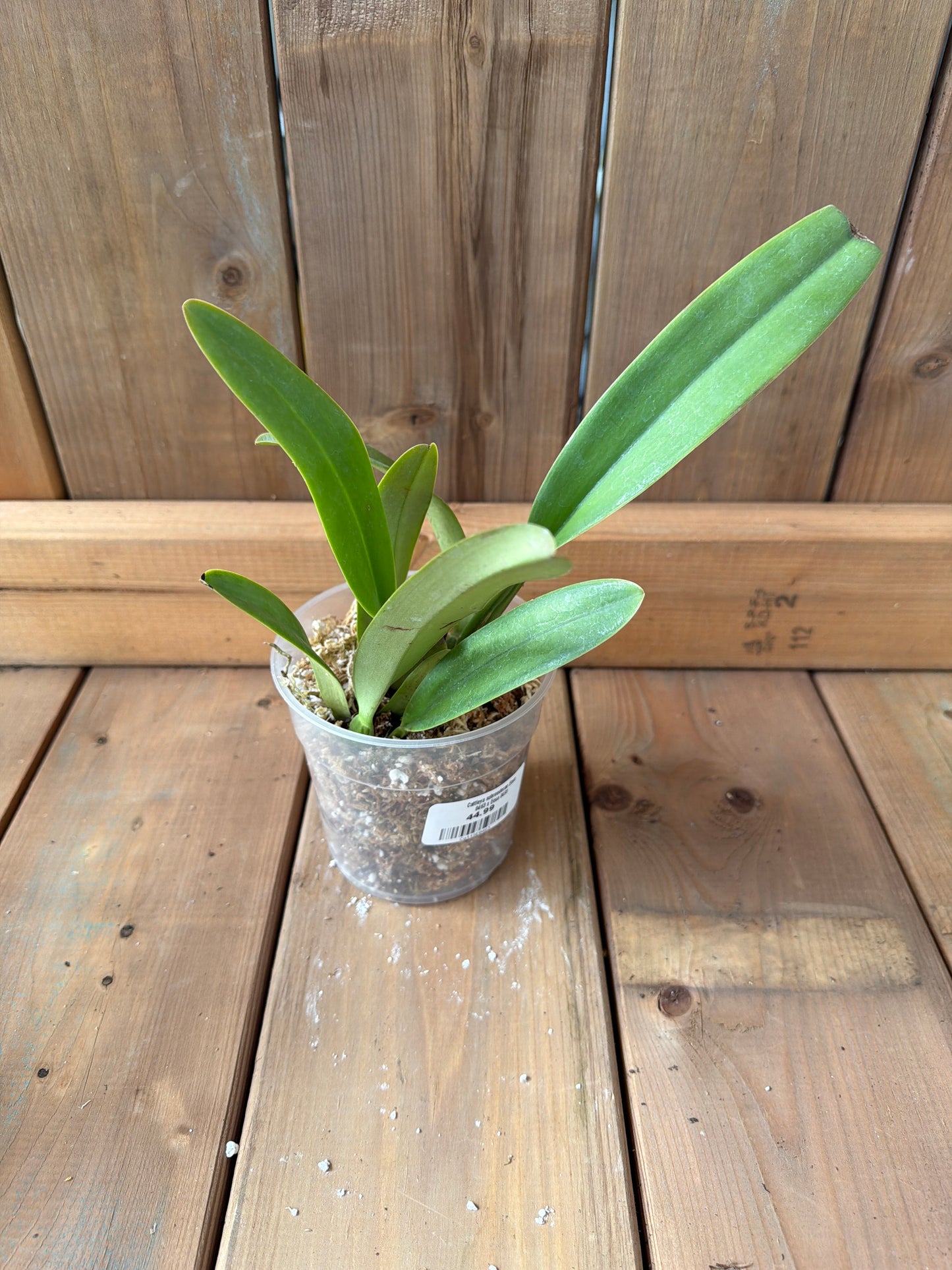 4.5" Cattleya schroederae Ecua 0463 x Ecua 0491