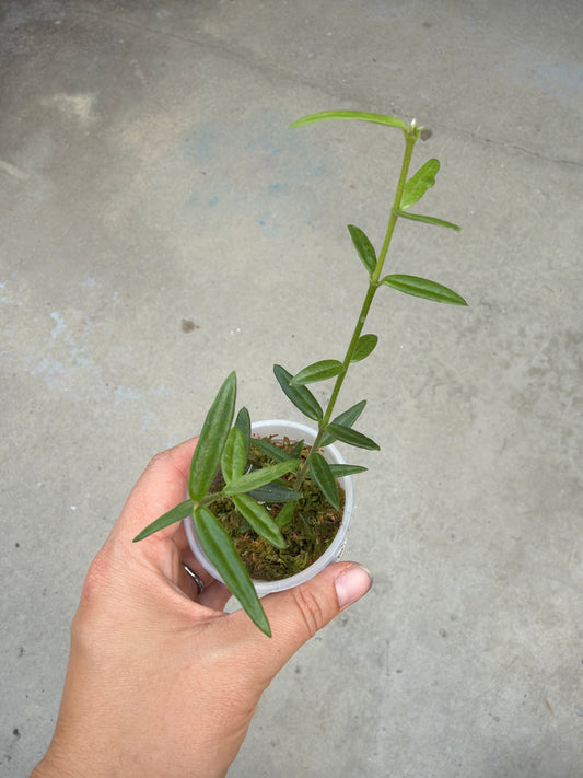 2" Hoya engleriana